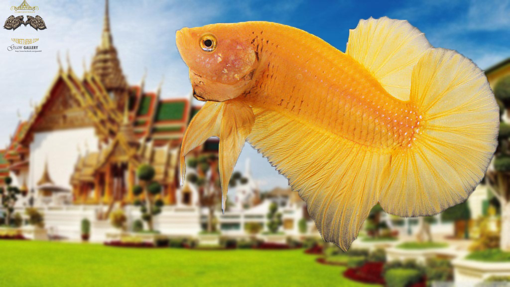 (ขายแล้วครับ)"คัดเกรด"ปลากัดครีบสั้น-Halfmoon Plakats Super Yellow