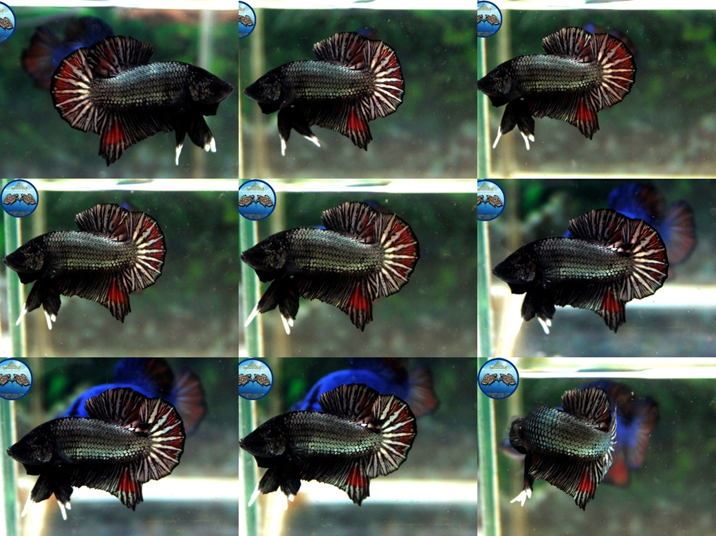 (ขายแล้วครับ)Copper Nice Form "คัดเกรด"ปลากัดครีบสั้น-Halfmoon Plakats