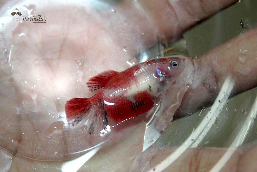 ปลากัดคัดเกรดครีบสั้นตัวเมีย - Female Halfmoon Plakad Fancy Koi Quality Grade