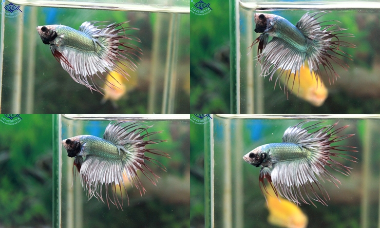 (ขายแล้วครับ)ปลากัดครีบยาวหางมงกุฏ-Crowntails Fancy Copper