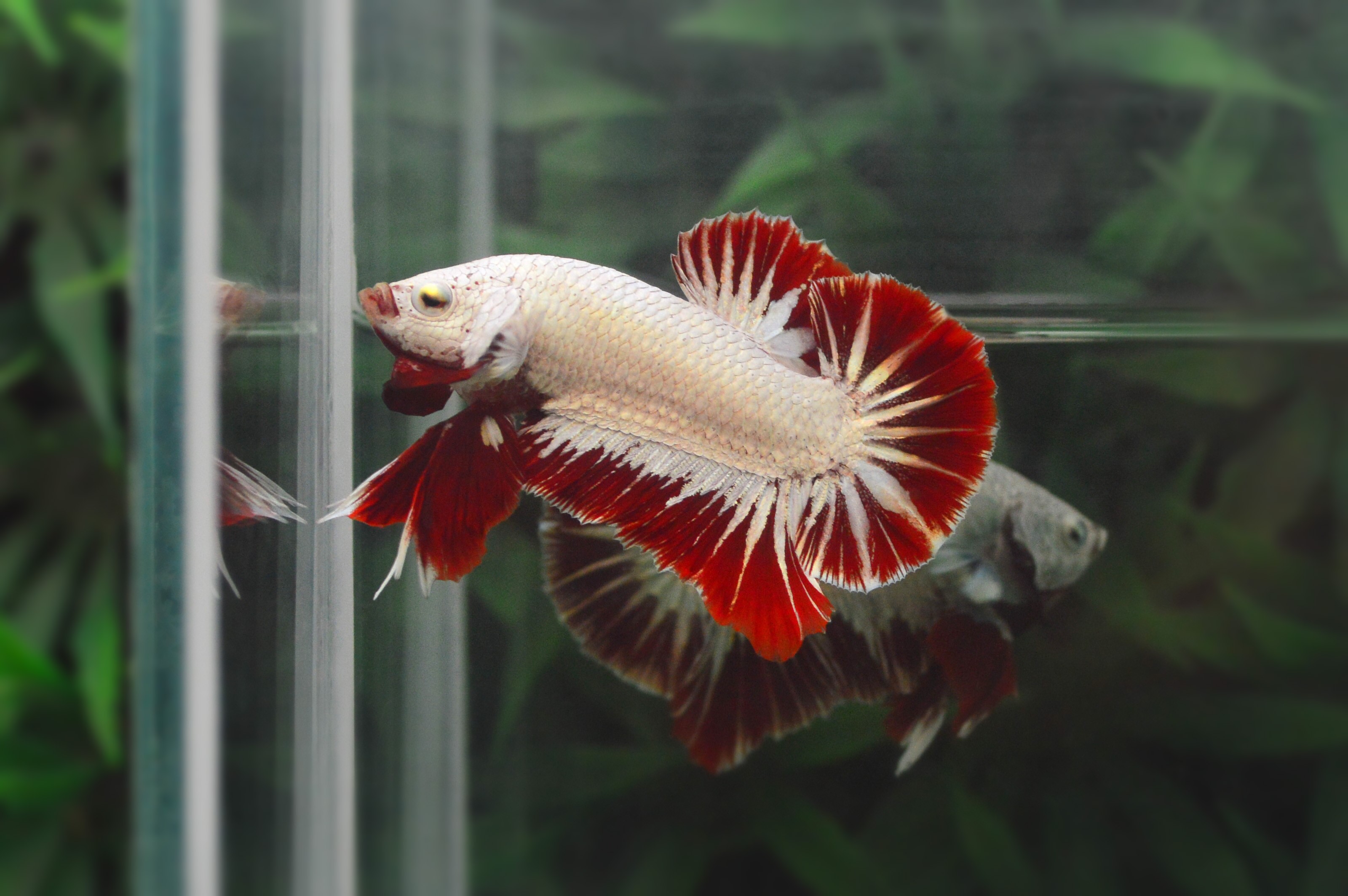 ปลากัดคัดเกรดครีบสั้นมังกรแดง - Halfmoon Plakad Red Dragon Premium Quality Grade