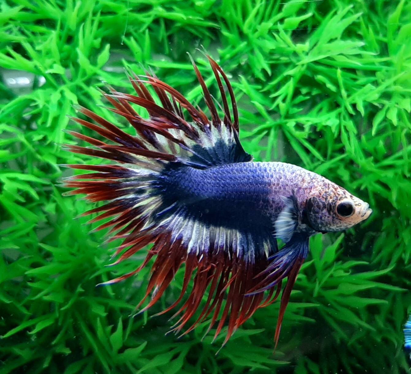 ปลากัดครีบยาวหางมงกุฎลายธงชาติไทย-Crowntails Thailand Colors Premium Quality Grade