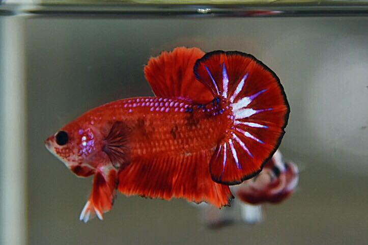 "แฟนซีดราก้อน" ปลากัดคัดเกรดครีบสั้น - Halfmoon Plakad Fancy Dragon Premium Quality Grade
