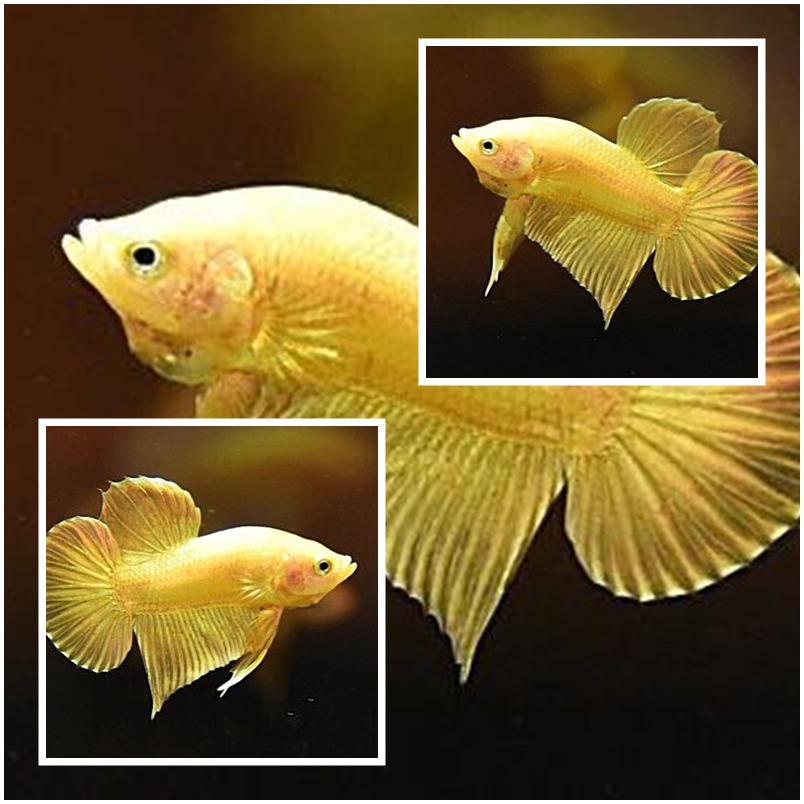 "ปลากัดสีทอง Super Gold" ปลากัดคัดเกรดครีบสั้น - Halfmoon Plakad Super Gold Quality Grade