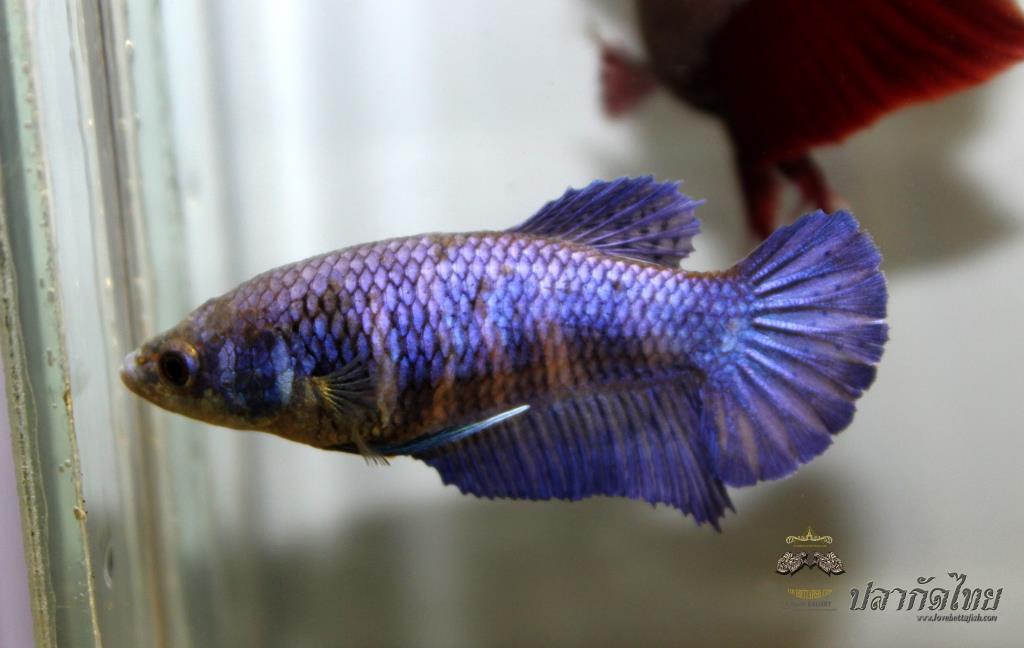 ปลากัดคัดเกรดครีบสั้นตัวเมีย - Halfmoon Plakad Super Blue Premium Quality Grade