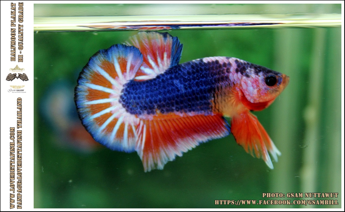 Hi - Premium Grade AAA+ คัดเกรดปลากัดครีบสั้น-Over Tails Halfmoon Plakad Fancy Blue Orange