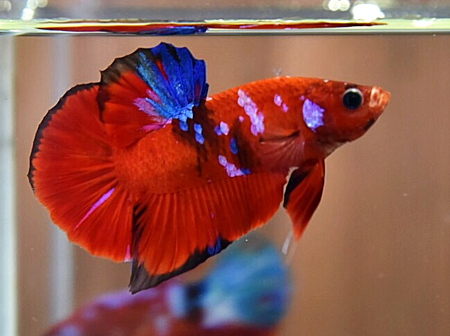 'เรด เฮลบอยย์'ปลากัดคัดเกรดครีบสั้น - Halfmoon Plakad Fancy Red Hellboy Premium Quality Grade