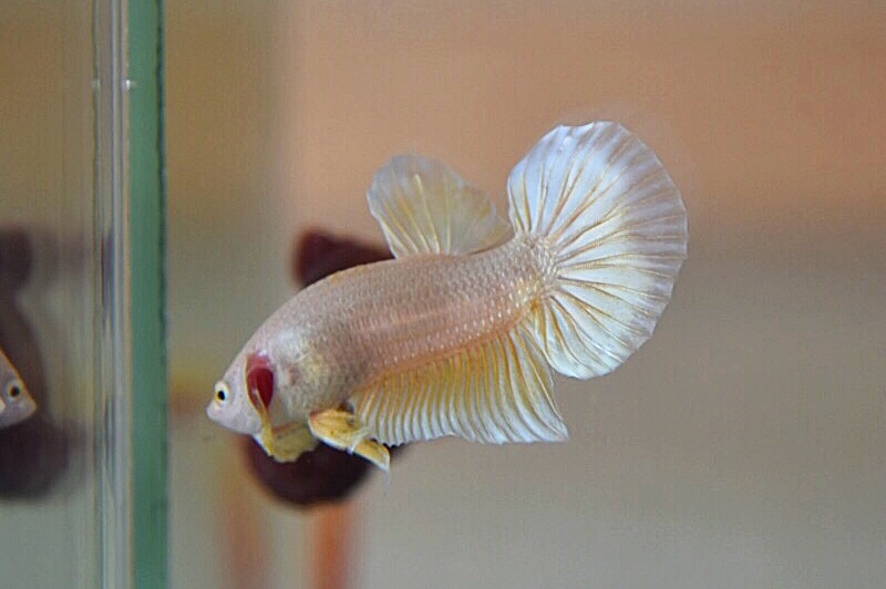ปลากัดคัดเกรดครีบสั้น - Halfmoon Plakad Super Gold Quality Grade