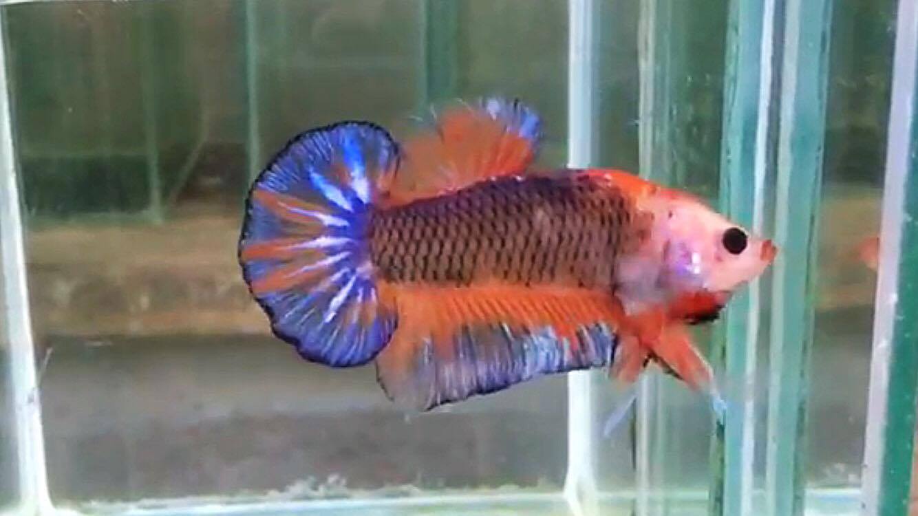 ปลากัดคัดเกรดครีบสั้น - Halfmoon Plakad Fancy Dragon Quality Grade