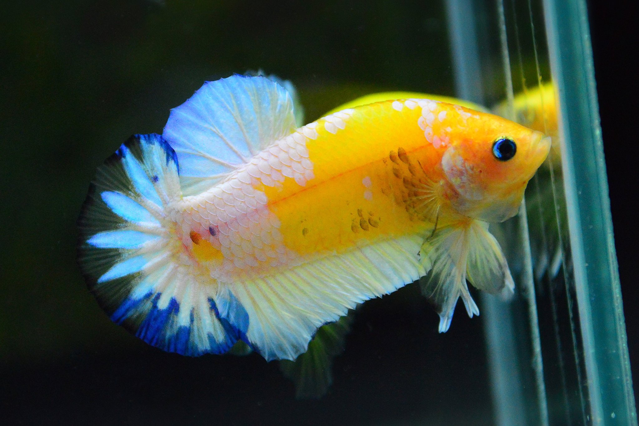 คัดเกรดปลากัดครีบสั้น-Halfmoon Plakad Fancy Dragon Yellow Body Hi Quality Grade