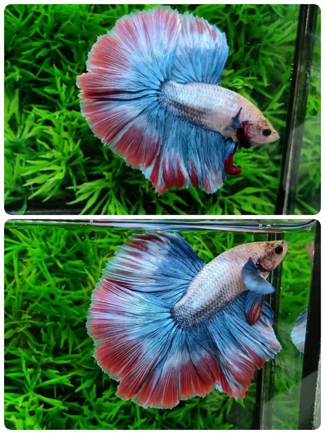 ปลากัดคัดเกรดครีบยาว - Halfmoon Thailand Fancy Colors Premium Quality Grade
