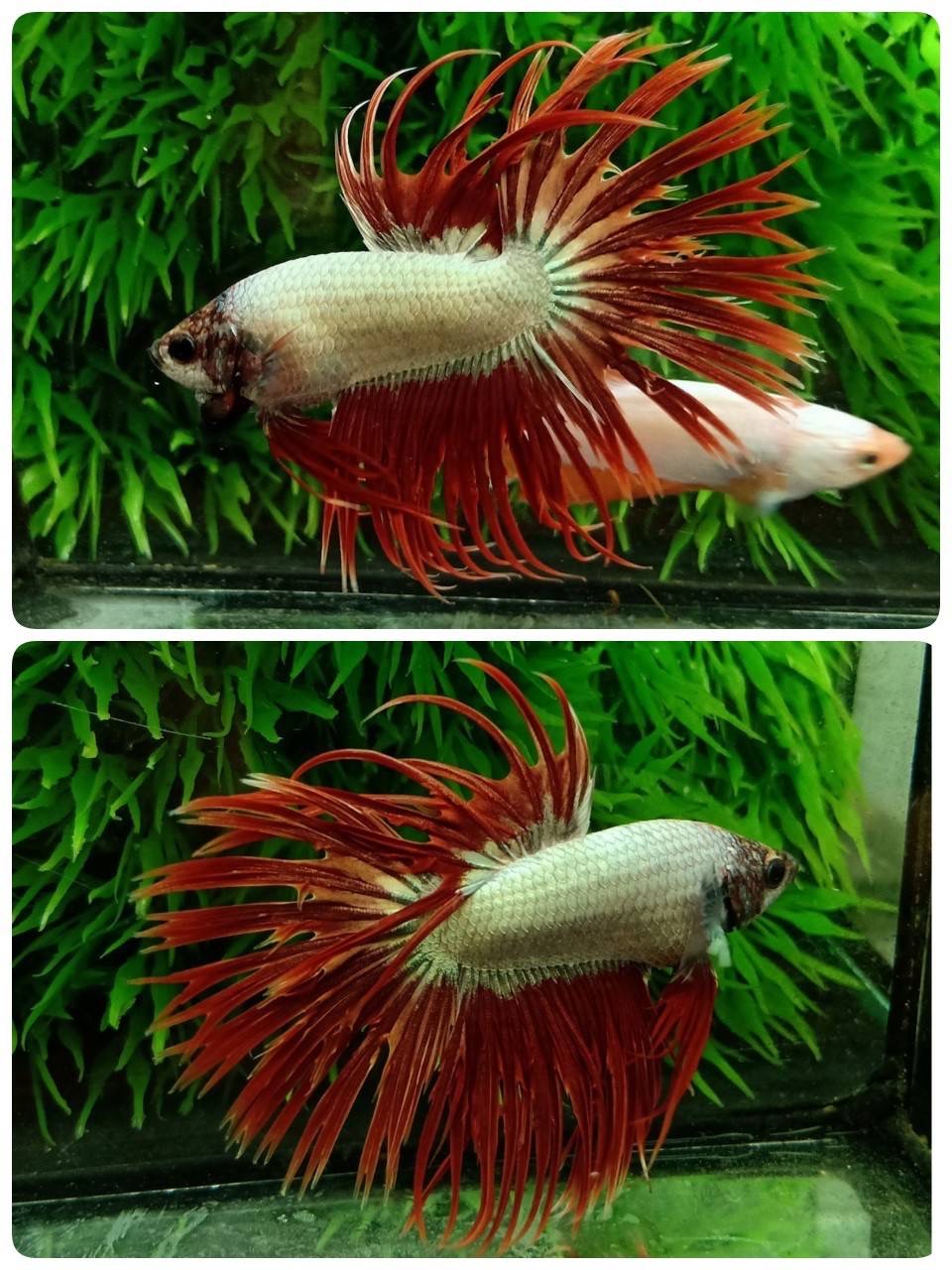 ปลากัดคัดเกรดครีบยาวหางมงกุฎ -CrownTails Red Copper Colors Premium Quality Grade