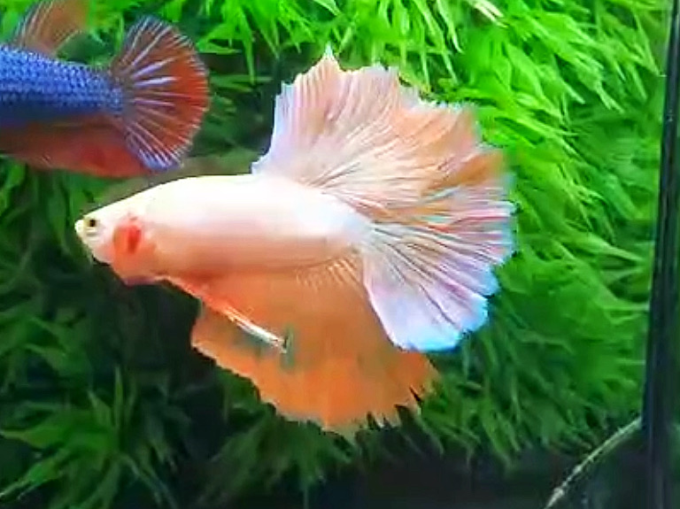 ปลากัดคัดเกรดครีบยาว - Halfmoon Orange Pink Dragon Colors Premium Quality Grade