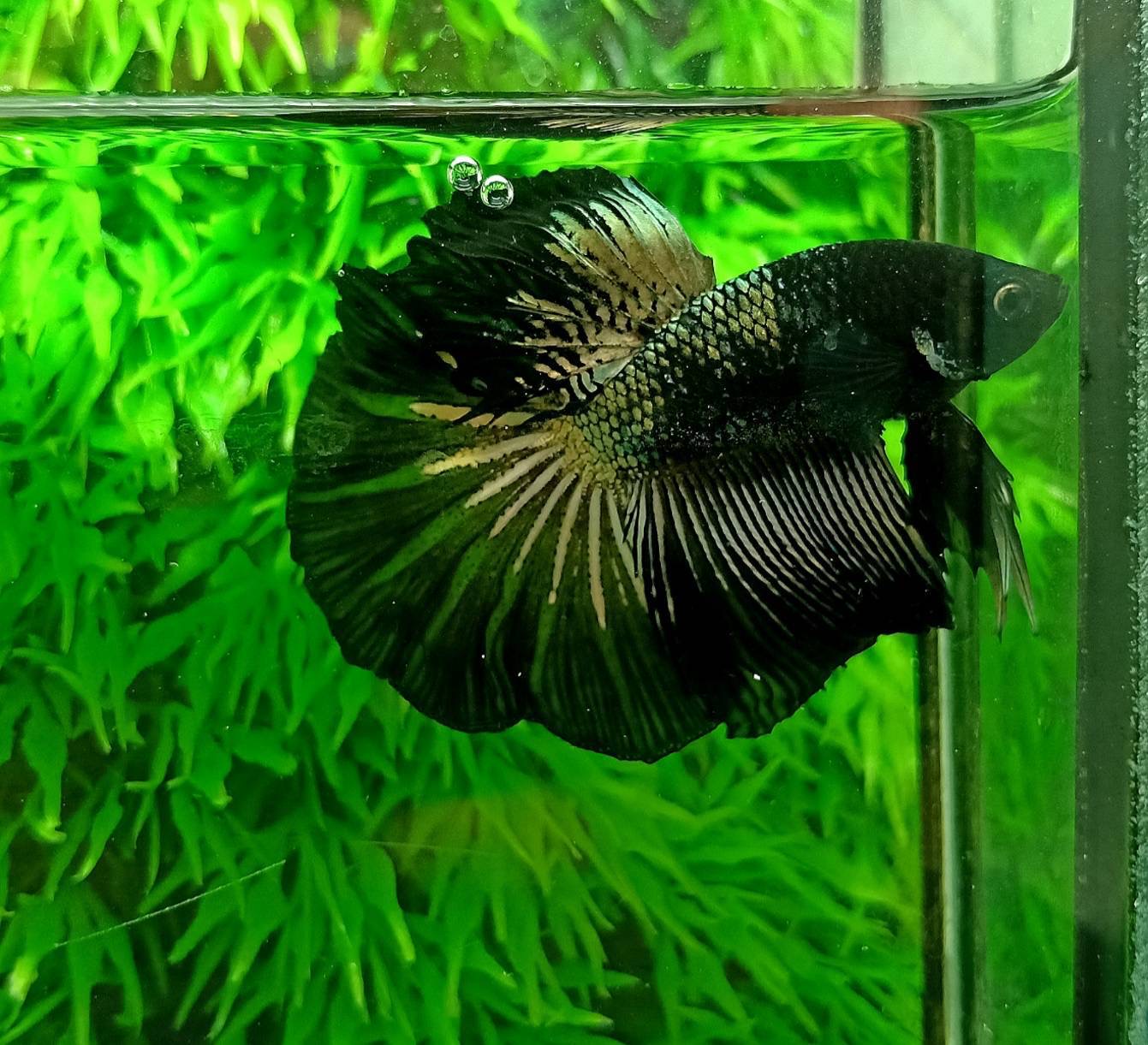 ปลากัดคัดเกรดครีบยาวตัวผู้ตัวเมียพร้อมผสม - Male+Female Halfmoon Fancy Yellow Copper Colors Premium Quality Grade