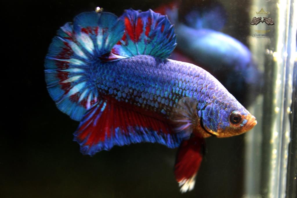 ปลากัดคัดเกรดครีบสั้น - Halfmoon Plakad Fancy Dragon Quality Grade