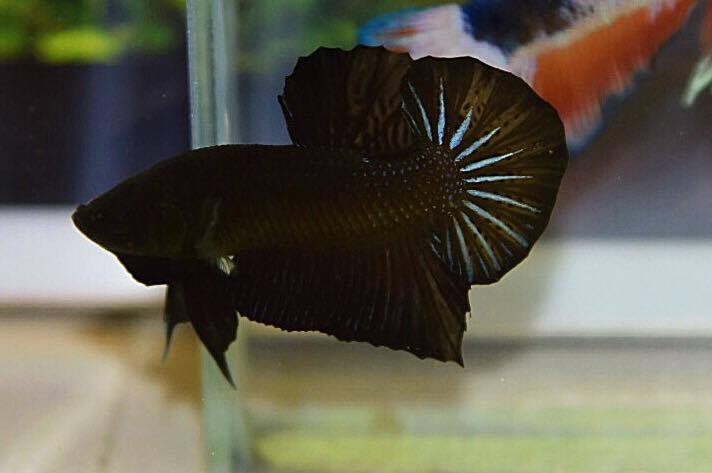 ปลากัดคัดเกรดครีบสั้น - Halfmoon Plakad Super Black Premium Quality Grade AAA+
