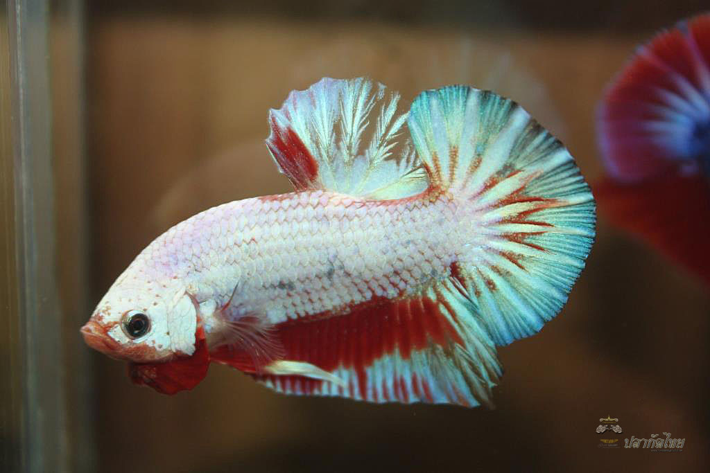 ปลากัดคัดเกรดครีบสั้น - Halfmoon Plakad Fancy Dragon Premium Quality Grade