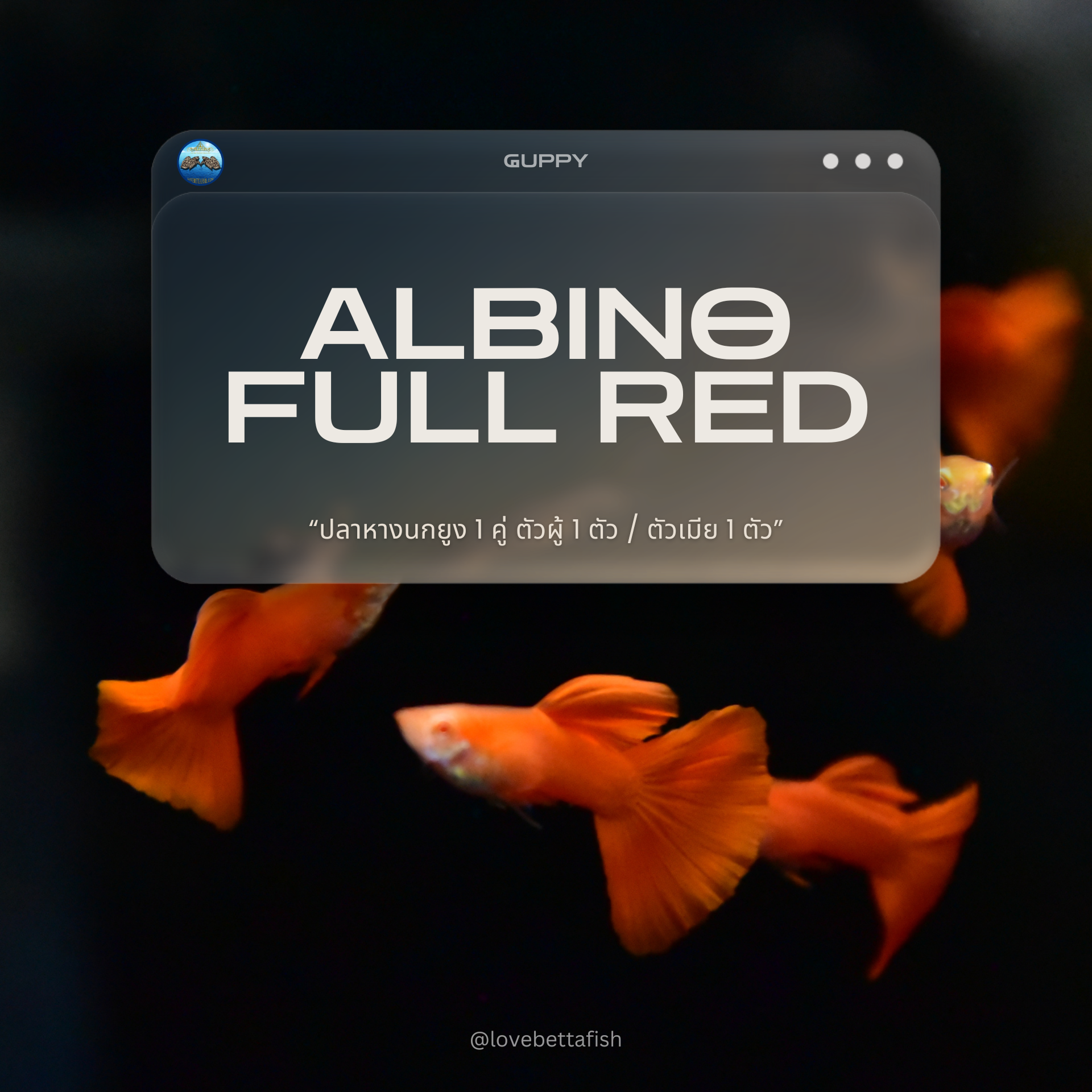 ปลาหางนกยูงคัดเกรด 1 คู่ ตัวผู้ 1 ตัว / ตัวเมีย 1 ตัว - 1 Pair Guppy Albino Full Red Premium Quality Grade