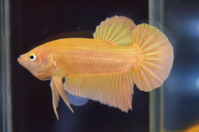 ปลากัดคัดเกรดครีบสั้น - Halfmoon Plakad Super Gold Premium Quality Grade 3.