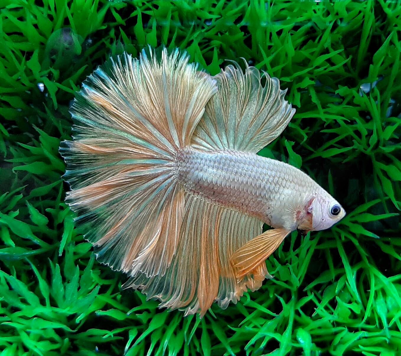 ปลากัดคัดเกรดครีบยาว - Halfmoon Fancy Gold Copper Premium Quality Grade
