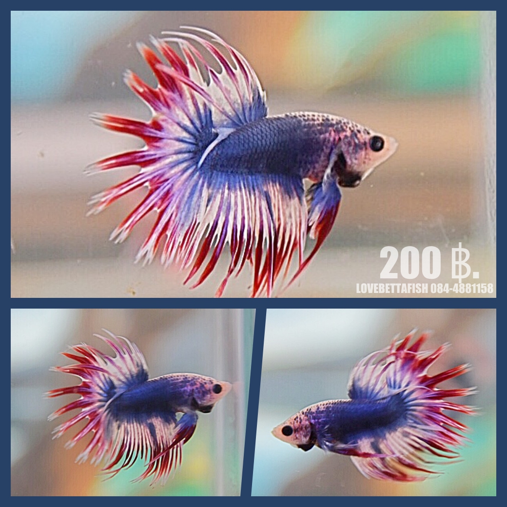 "ลายธงชาติไทย"ปลากัดครีบยาวหางมงกุฎ-Crowntails Thailand Colors