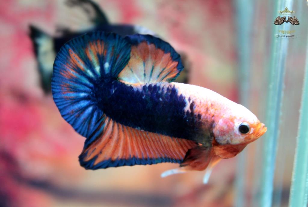 ปลากัดคัดเกรดครีบสั้น - Halfmoon Plakad Over Tails BlueOrange WhitePestel Premium Quality Grade AAA+