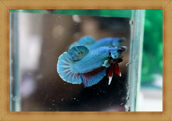 ปลากัดครีบสั้น Halfmoon Plakats