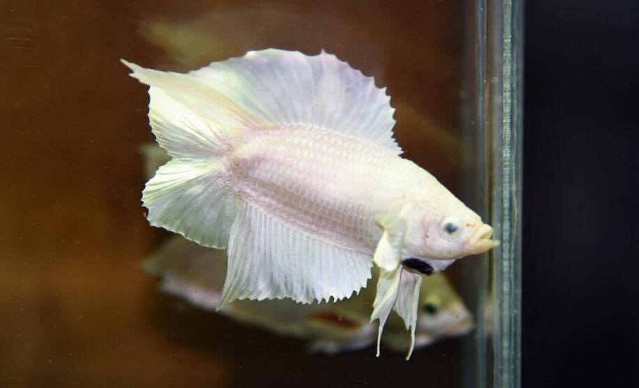 "คัดเกรด"ปลากัดครีบสั้นหางคู่-Double Tails White platinum Quality Grade