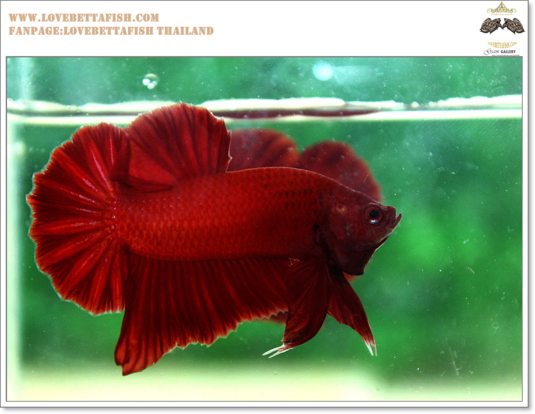 คัดเกรดปลากัดครีบสั้น-Halfmoon Plakat Super Red Quality Grade