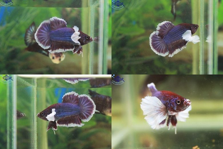 (ขายแล้วครับ)"คัดเกรด"ปลากัดครีบสั้นหูช้าง-Halfmoon Plakats Big Ear Lavender