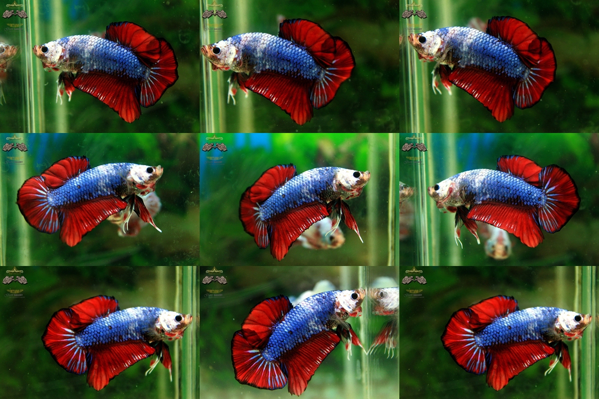 (ขายแล้วครับ)ปลากัดครีบสั้น-Halfmoon Plakats Fancy Dragon