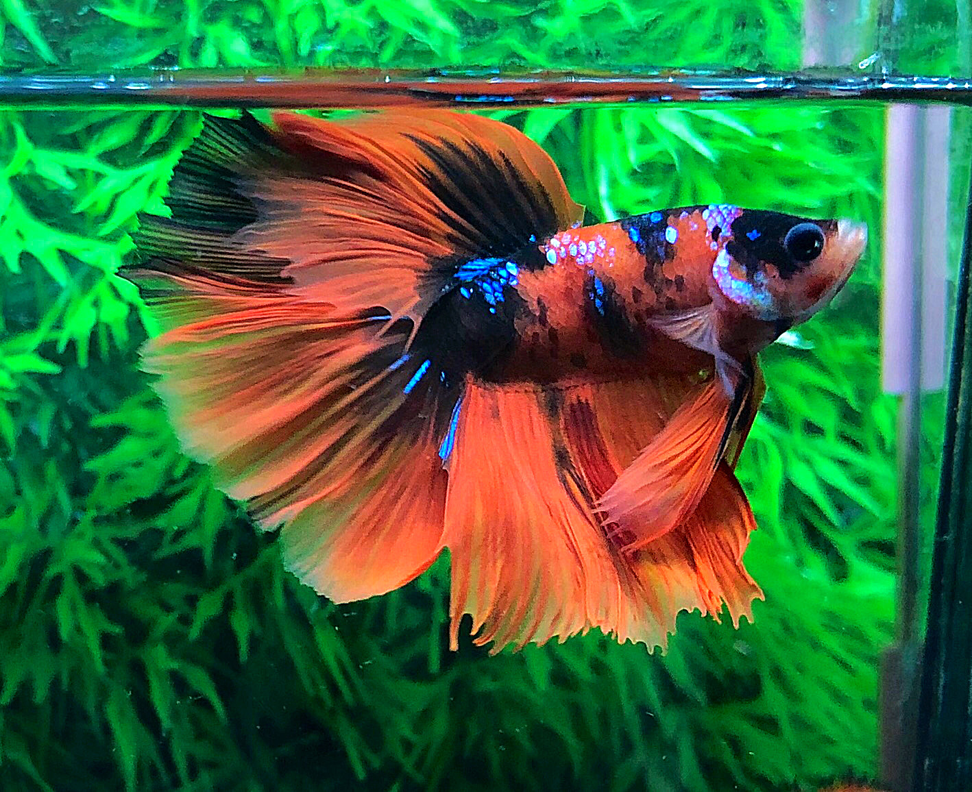 ปลากัดคัดเกรดครีบยาว - Halfmoon Fancy Koi Colors Full Premium Quality Grade