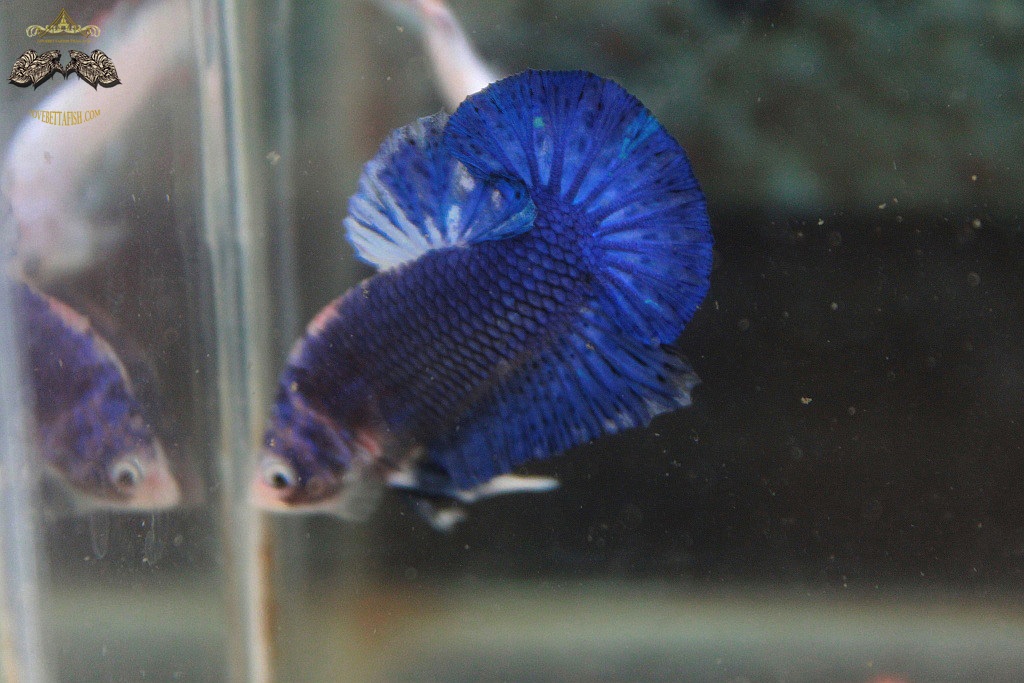 (ขายแล้วครับ)"คัดเกรด"ปลากัดครีบสั้น-Halfmoon Plakats Fancy Blue Dragon