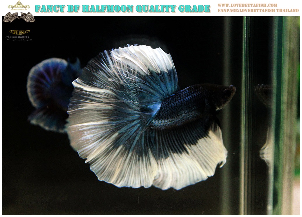 (ขายแล้วครับ)"คัดเกรดประกวด"ปลากัดครีบยาว-Halfmoon BF 2 Colors Quality Grade