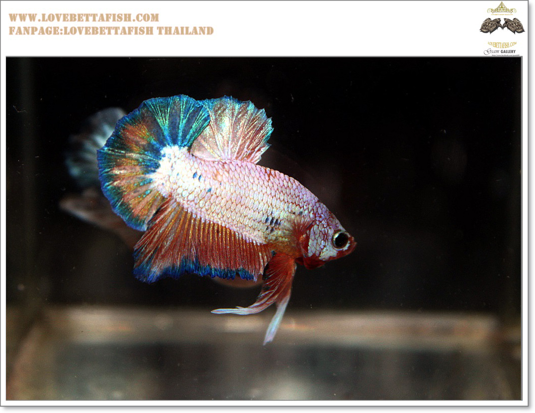 คัดเกรดปลากัดครีบสั้น-Halfmoon Plakat Fancy Dragon Quality Grade