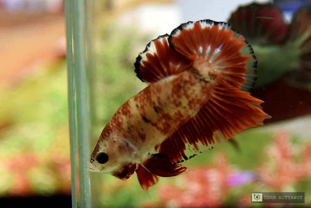 ปลากัดคัดเกรดครีบสั้น - Halfmoon Plakad Red Koi Marble Quality Grade