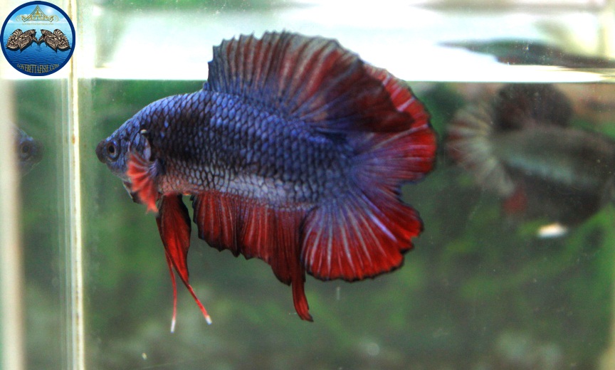 (ขายแล้วครับ)"คัดเกรด"ปลากัดครีบสั้น-Halfmoon Plakats Double Tails Fancy