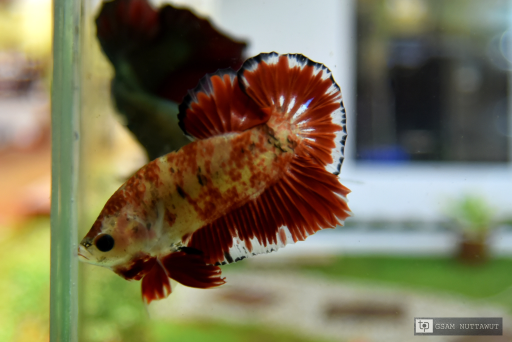 ปลากัดคัดเกรดครีบสั้น - Halfmoon Plakad Red Koi Marble Quality Grade