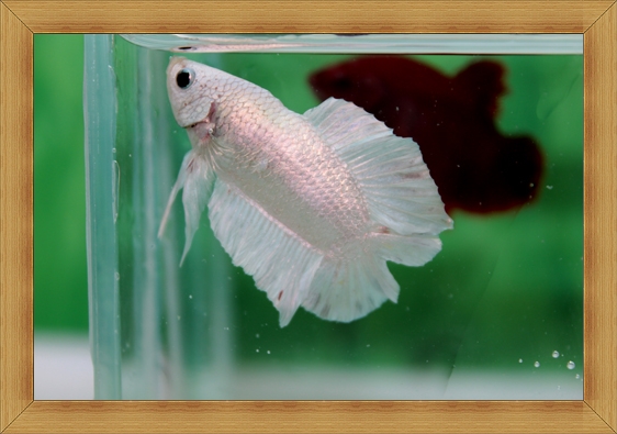 ปลากัดครีบสั้นสองหาง - Halfmoon Plakats Double Tails