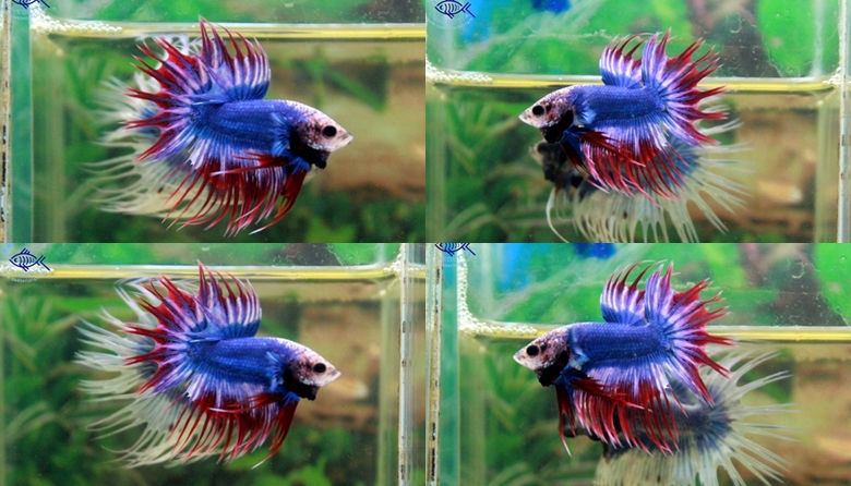 (ขายแล้วครับ)ปลากัดครีบยาวหางมงกุฏ-Crowntails Thailand