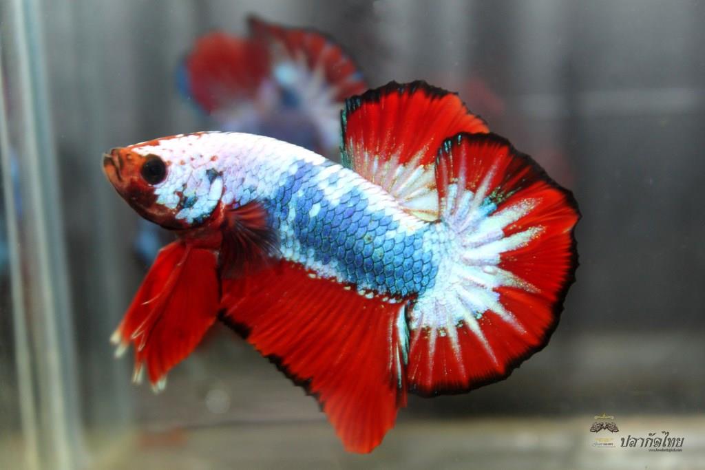 ธงชาติไทยปลากัดคัดเกรดครีบสั้น - Halfmoon Plakad Fancy Dragon Premium Quality Grade