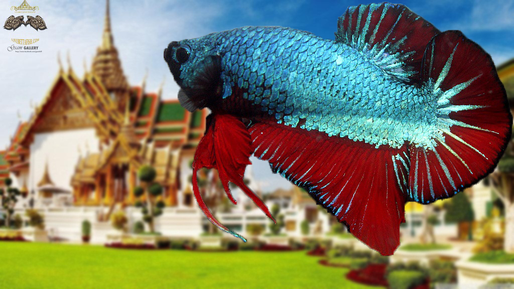 (ขายแล้วครับ)"คัดเกรด"ปลากัดครีบสั้น-Halfmoon Plakats Fancy Dragon Grren Red เกรดพ่อพันธุ์