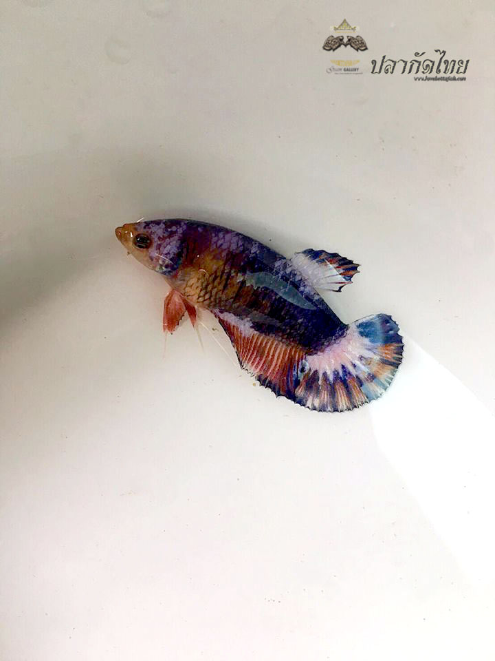 ปลากัดคัดเกรดครีบสั้นตัวเมีย - Female Halfmoon Plakad Fancy Quality Grade