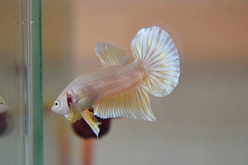 ปลากัดคัดเกรดครีบสั้น - Halfmoon Plakad Super Gold Quality Grade