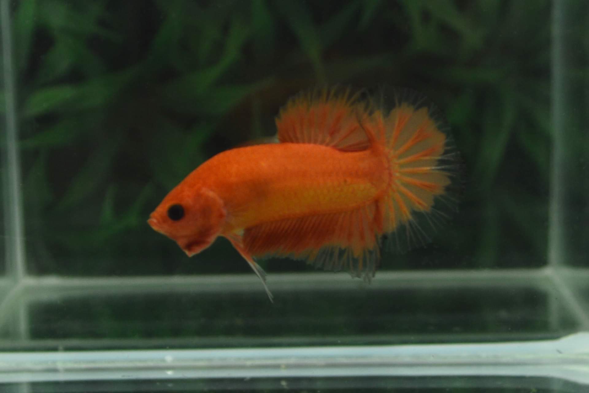 ปลากัดคัดเกรดครีบสั้น - Halfmoon Plakad Fancy Orange Premium Quality Grade