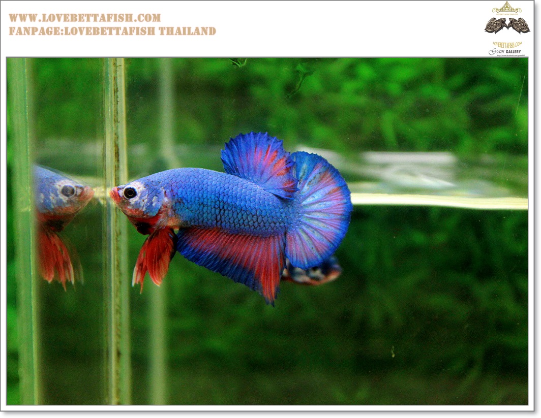 คัดเกรดปลากัดครีบสั้น-Halfmoon Plakat Fancy Dragon Green Red Pink