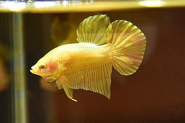 "ปลากัดสีทอง Super Gold" ปลากัดคัดเกรดครีบสั้น - Halfmoon Plakad Super Gold Quality Grade