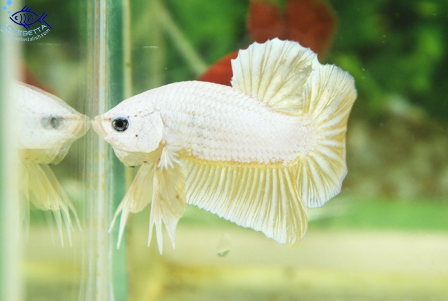 (ขายแล้วครับ)"คัดเกรด"ปลากัดครีบสั้น-Halfmoon Plakats GoldDragon01