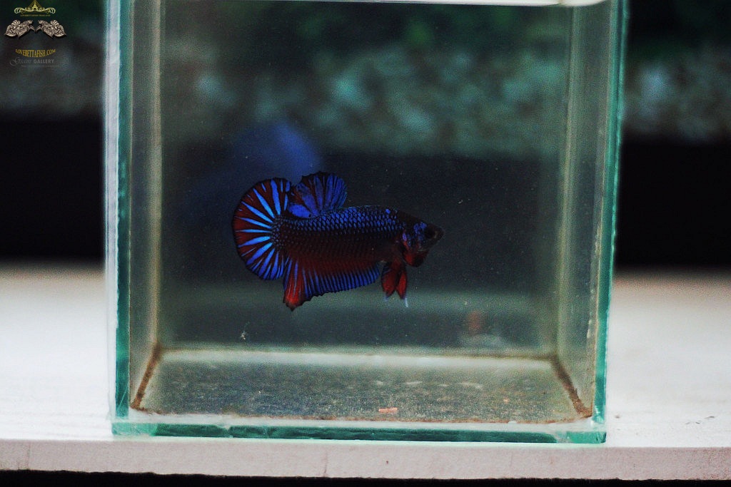 (ขายแล้วครับ)"คัดเกรด"ปลากัดครีบสั้น-Halfmoon Plakats Fancy Dragon สีปลาป่า