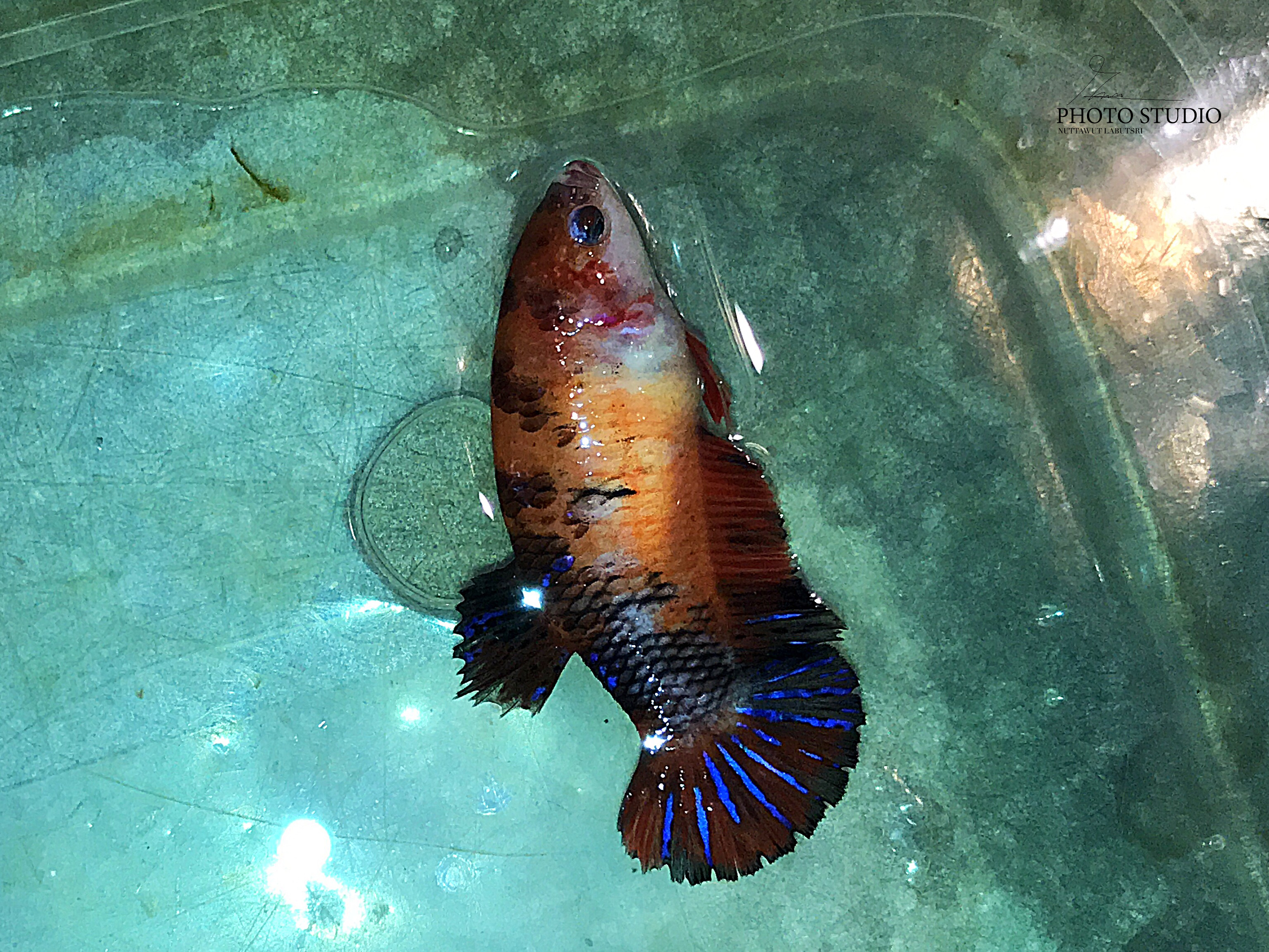 "ตัวเมียไข่เต็มท้องพร้อมผสม"ปลากัดคัดเกรดครีบสั้น - Female Halfmoon Plakad Fancy Quality Grade